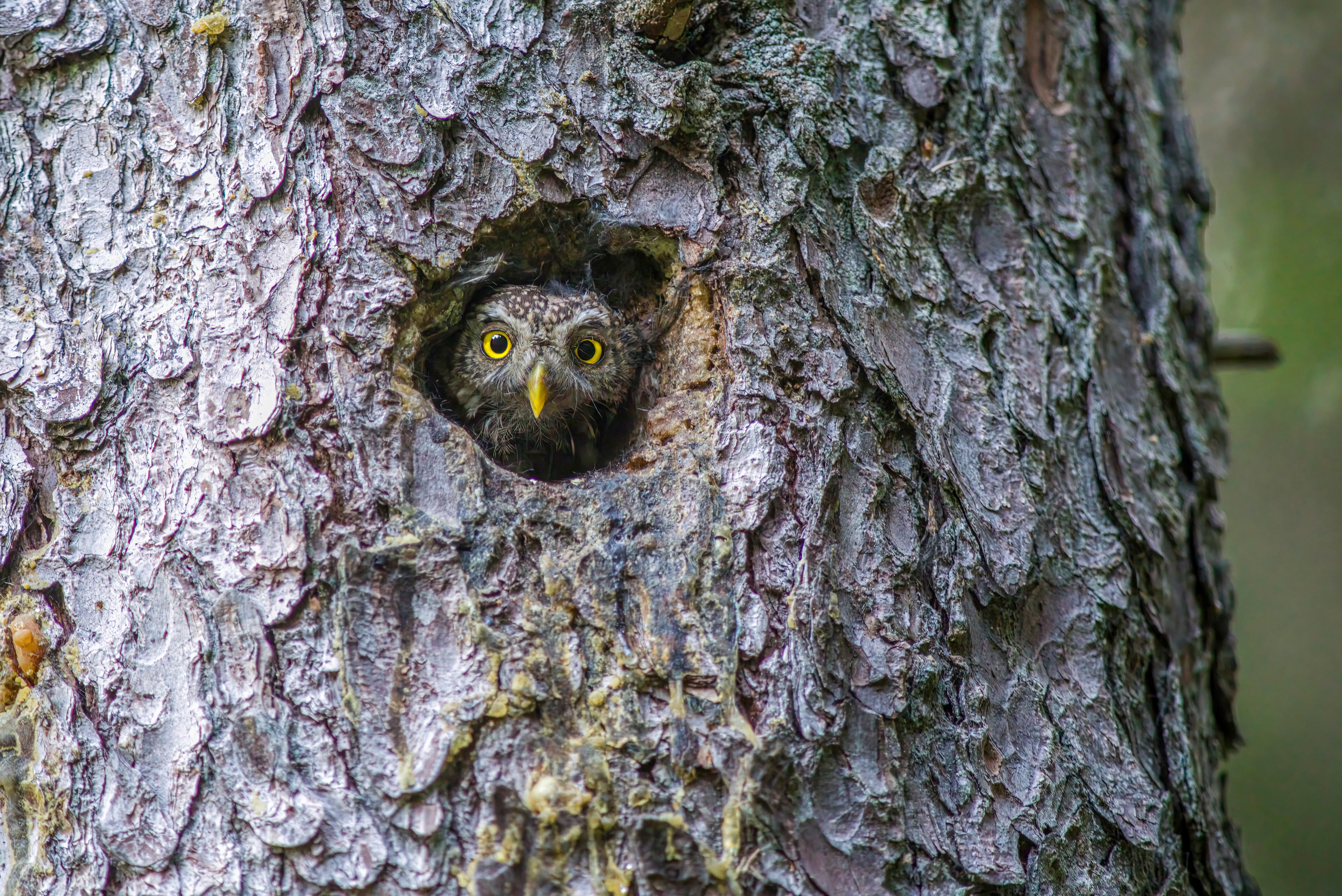 owl sounds like its