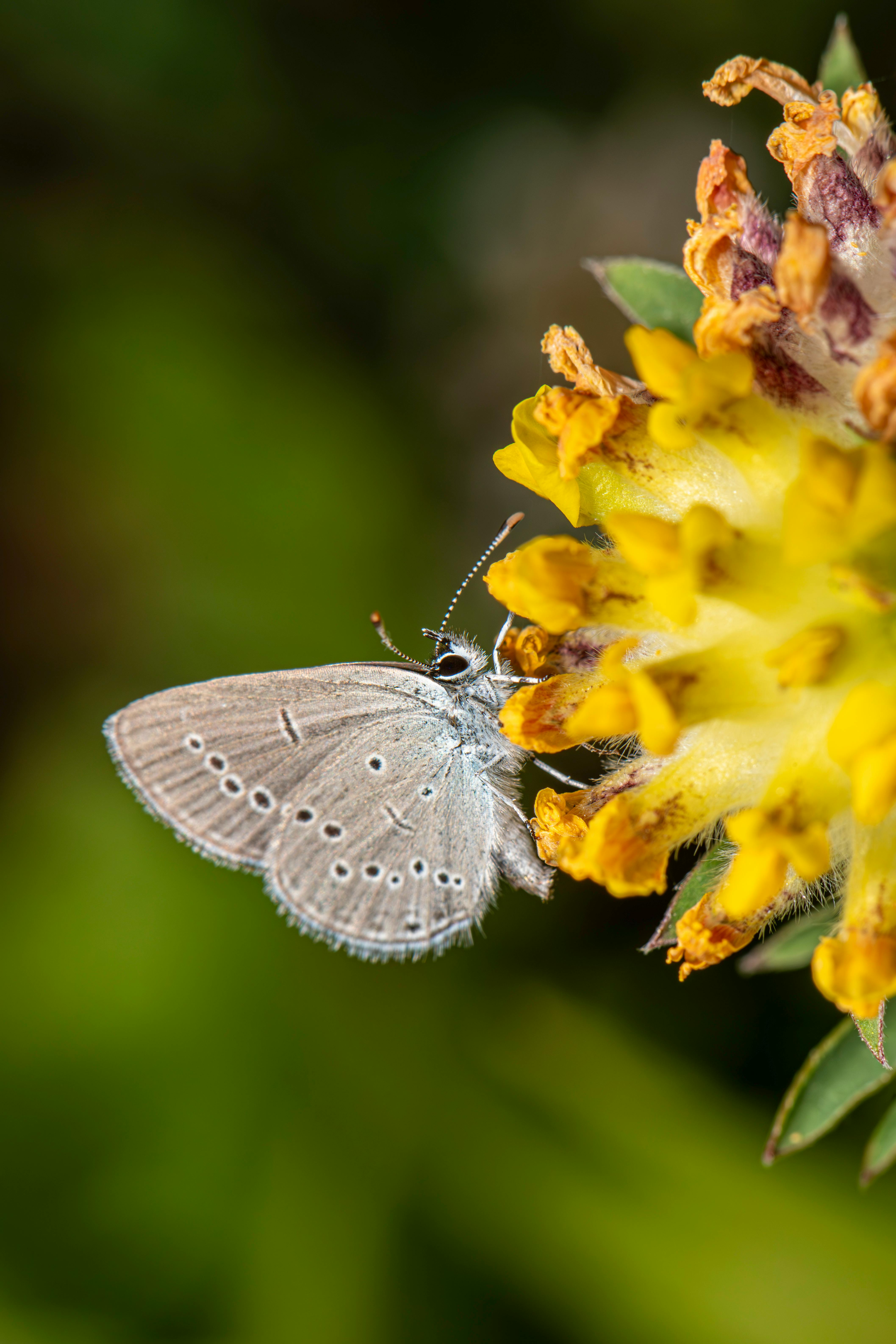 Close-up of a Small Blue butterfly (Cupido minimus) on a vibrant yellow flower.