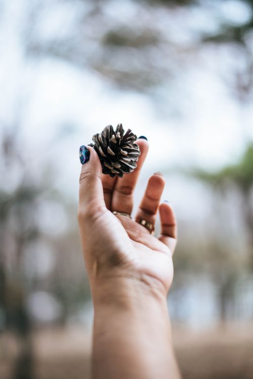 Free A hand with painted nails holding a pine cone outdoors, showcasing nature's simplicity. Stock Photo