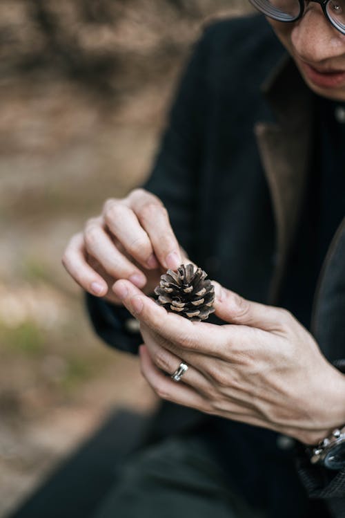 Free Person Holding Pinecone Stock Photo
