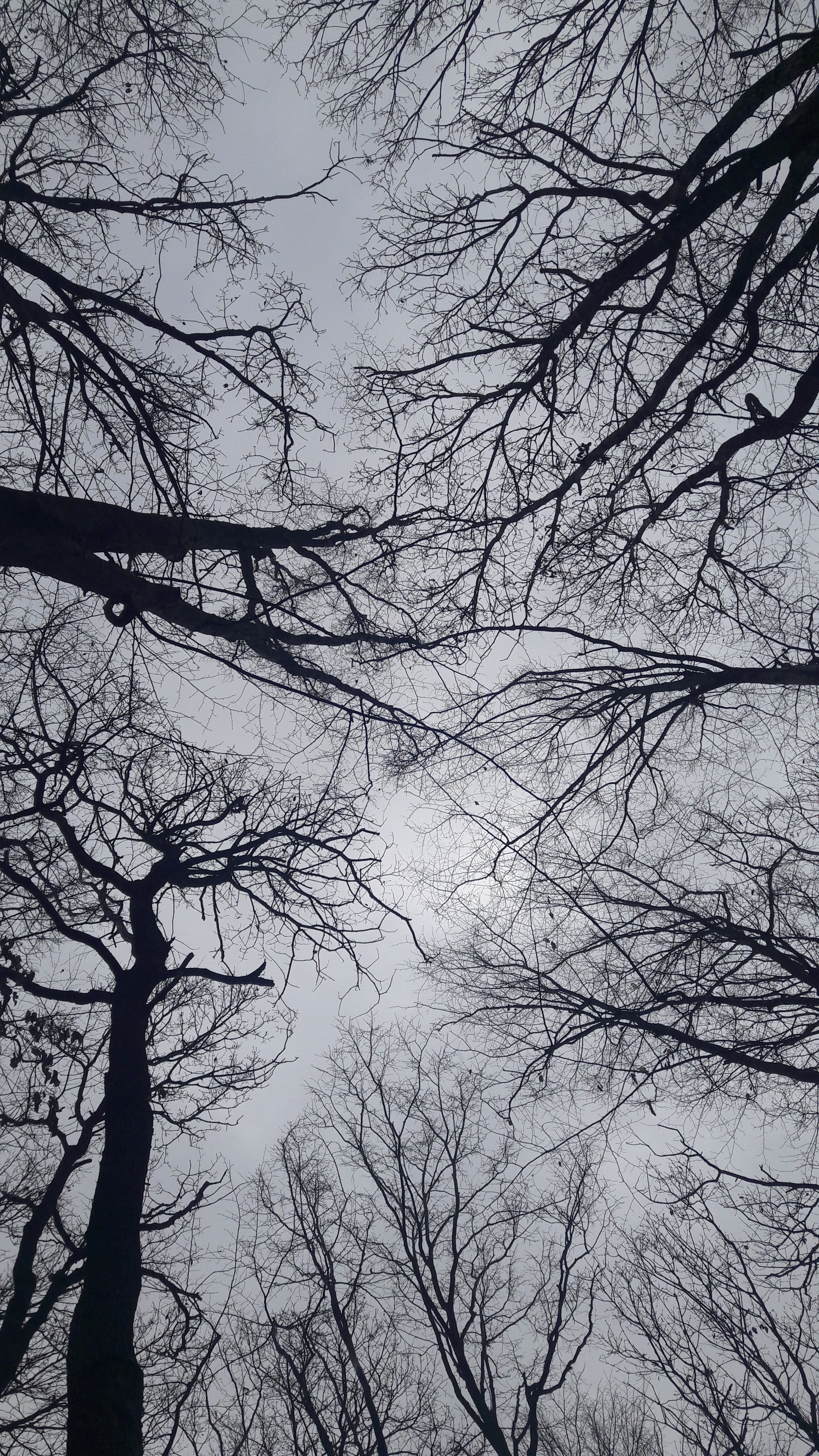 Fotomural Siluetas de árboles sin hojas que se extienden hacia un cielo nublado, capturadas en invierno.