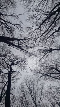 Image by Saliha Sultan Söğütlü