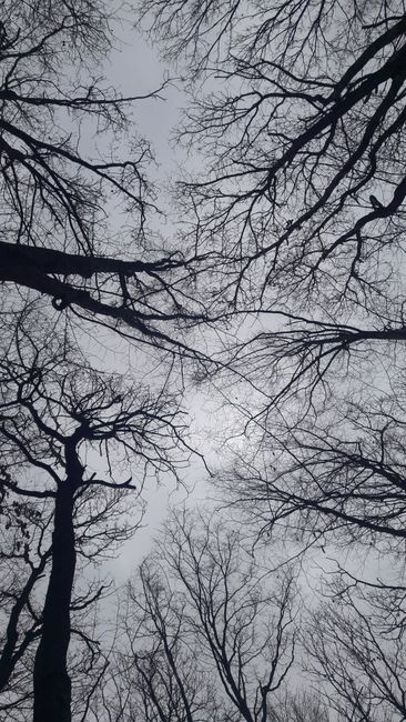 Fotomural Siluetas de árboles sin hojas que se extienden hacia un cielo nublado, capturadas en invierno.