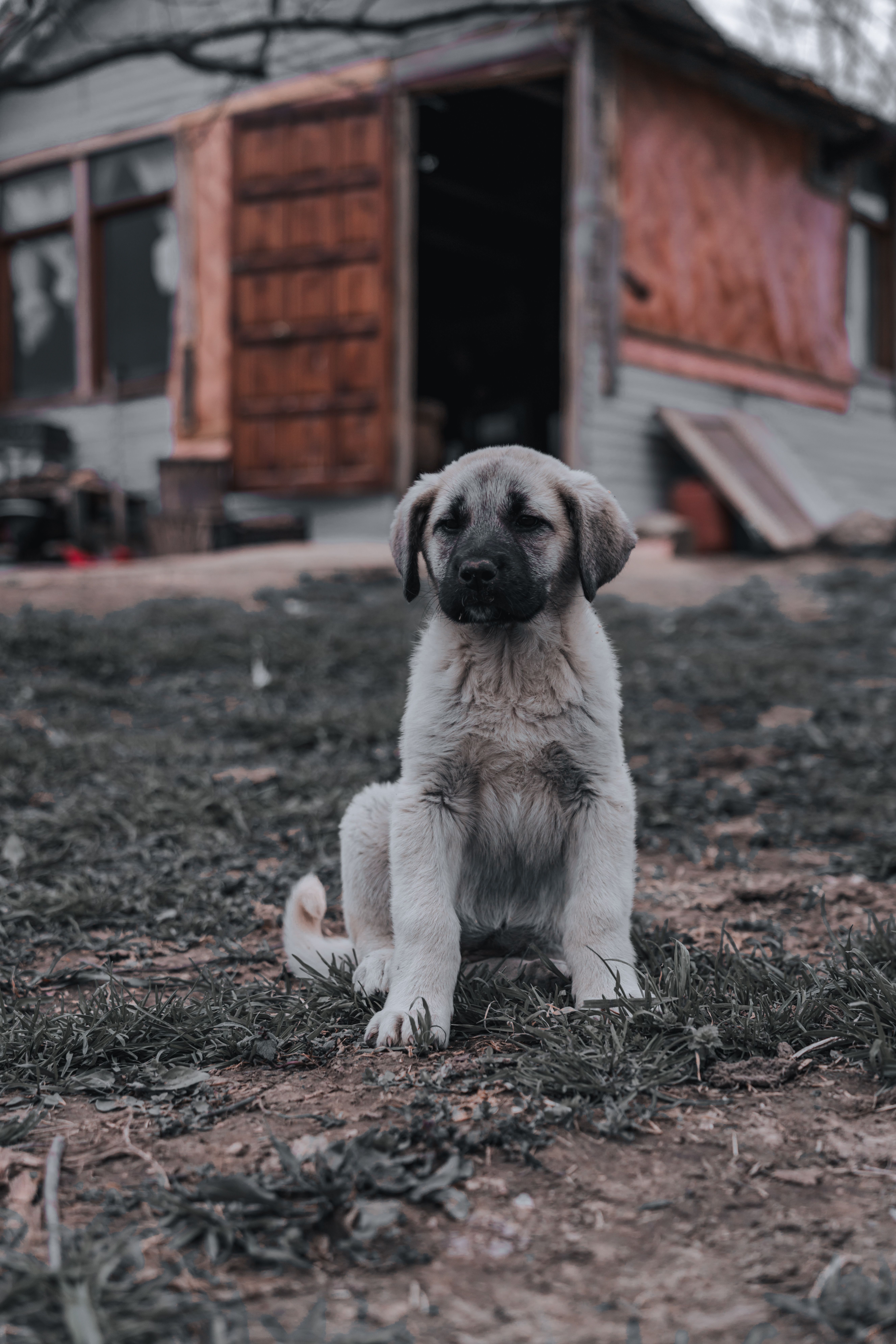 Colônia Pet