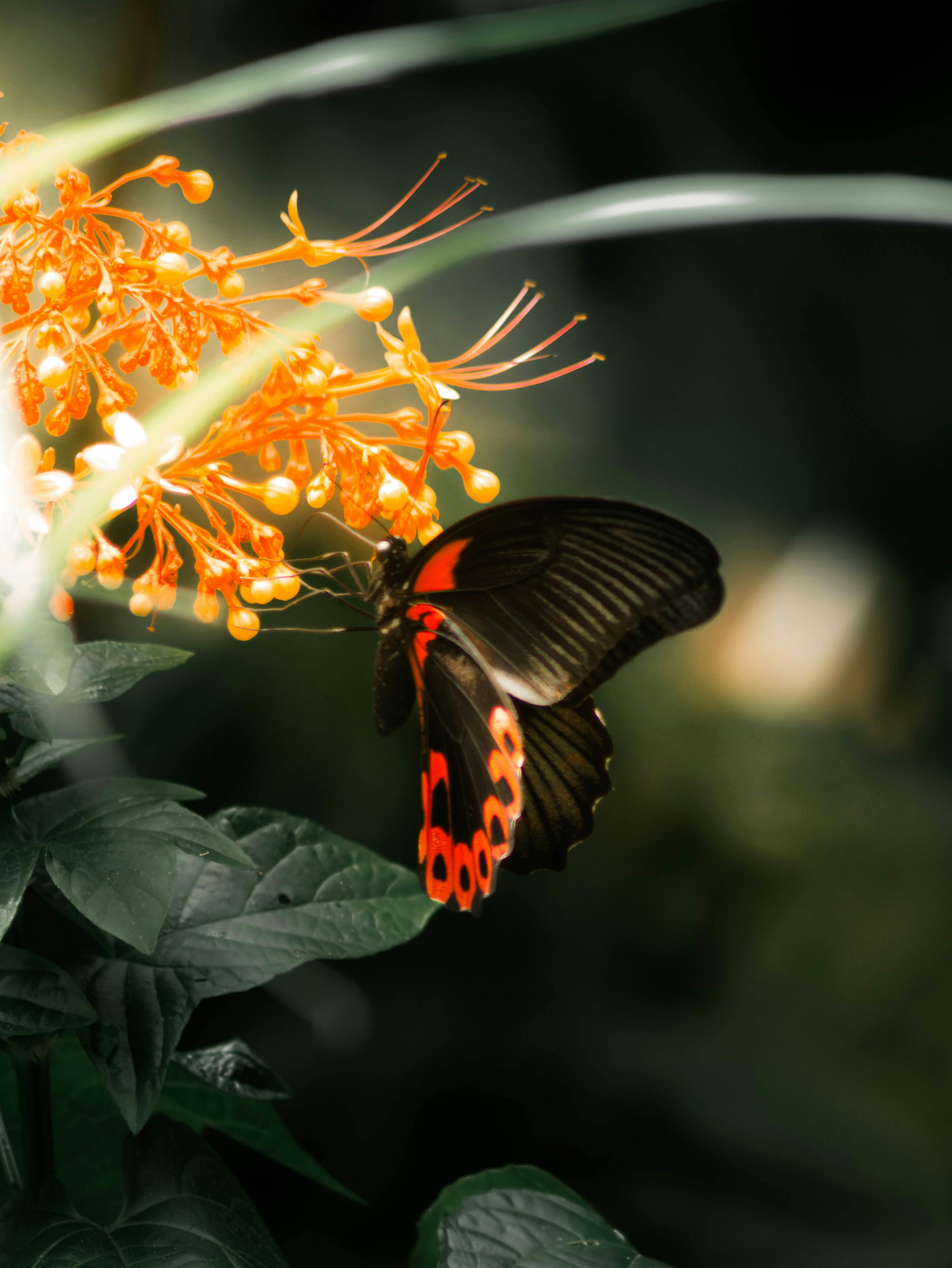 Close-up of a butterfly with vivid red markings feeding on bright orange flowers, surrounded by lush greenery.