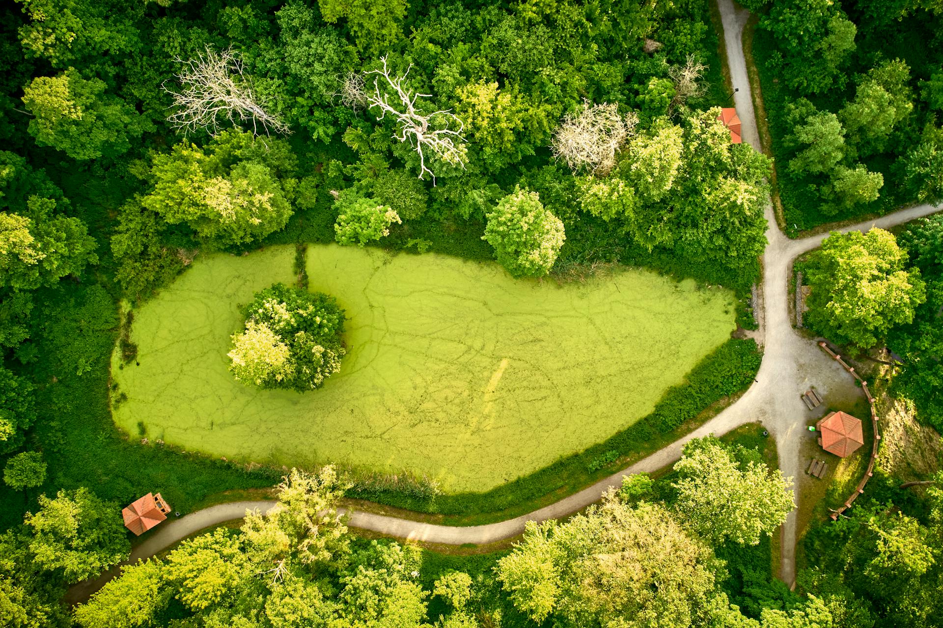 Serene aerial view of a lush green forest park with a pond and pathways.