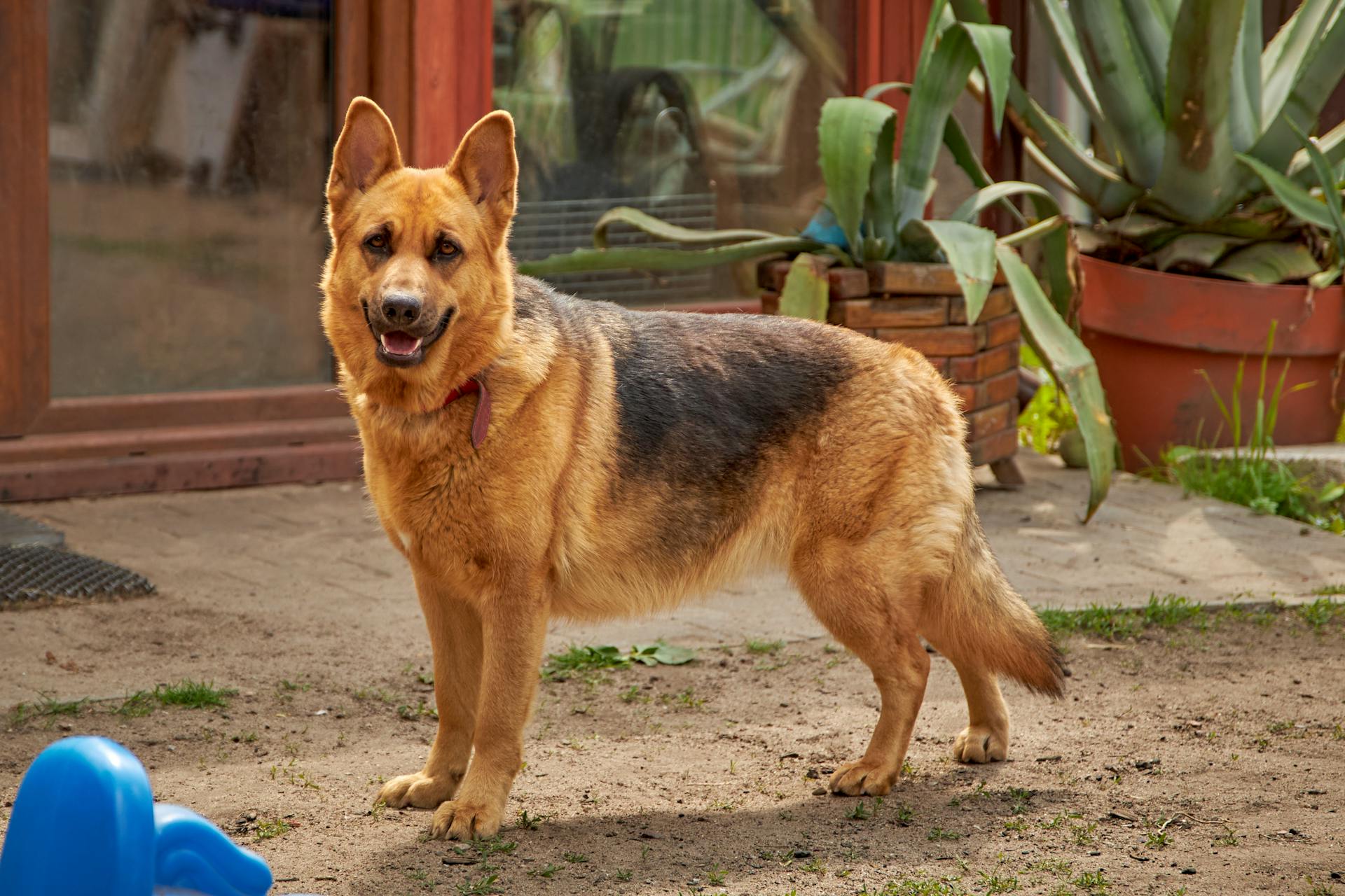 A German Shepherd dog standing alert in a backyard with potted plants.