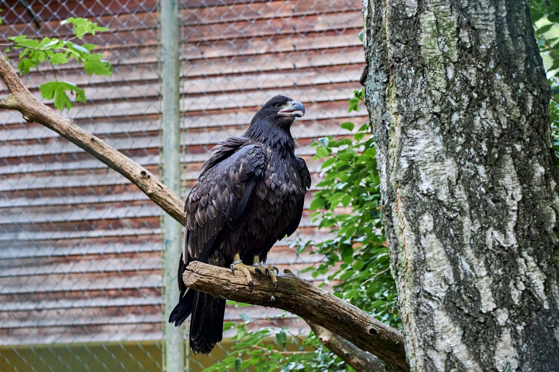 Close-up of a majestic eagle perched in a nature reserve, showcasing its powerful presence.