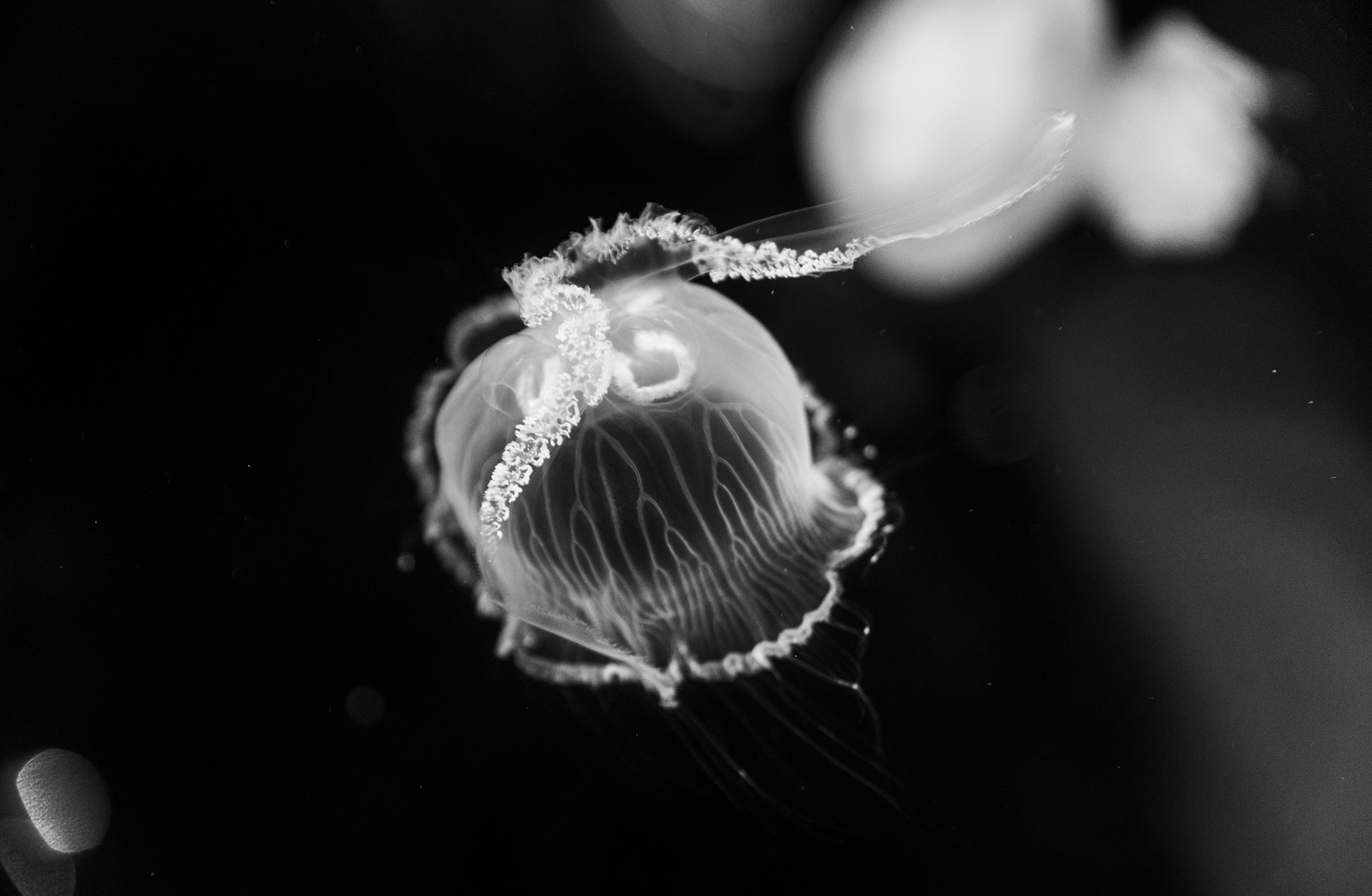 Fascinating Facts: How Dogs Use Their Wet Noses to Understand the World