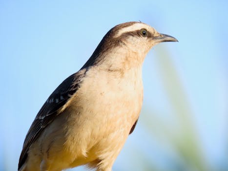 Portrait of a bird against a clear blue sky in Santa Maria, Brazil.