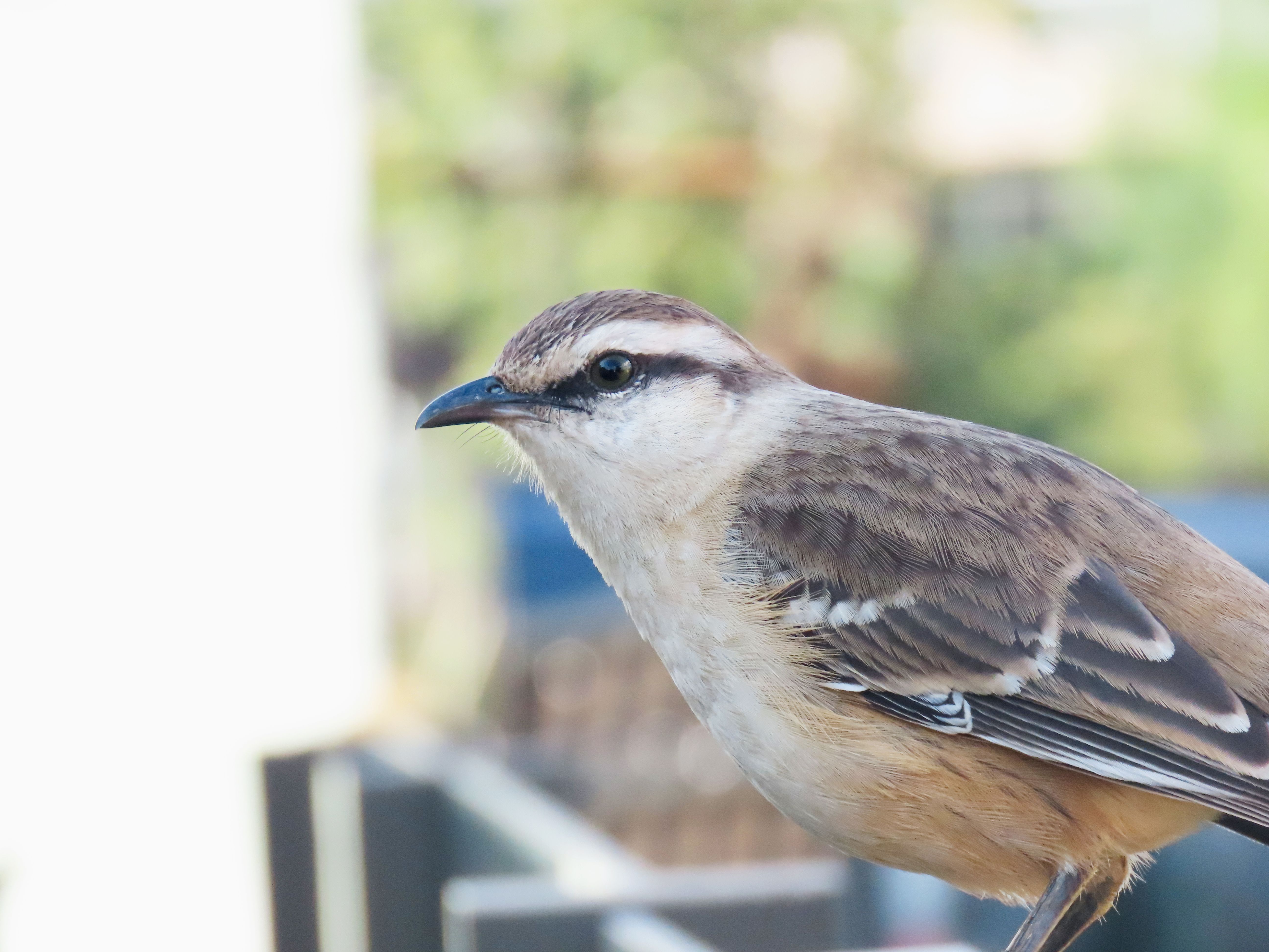 Detailed photo of a bird perched outdoors in Santa Maria, Brazil.