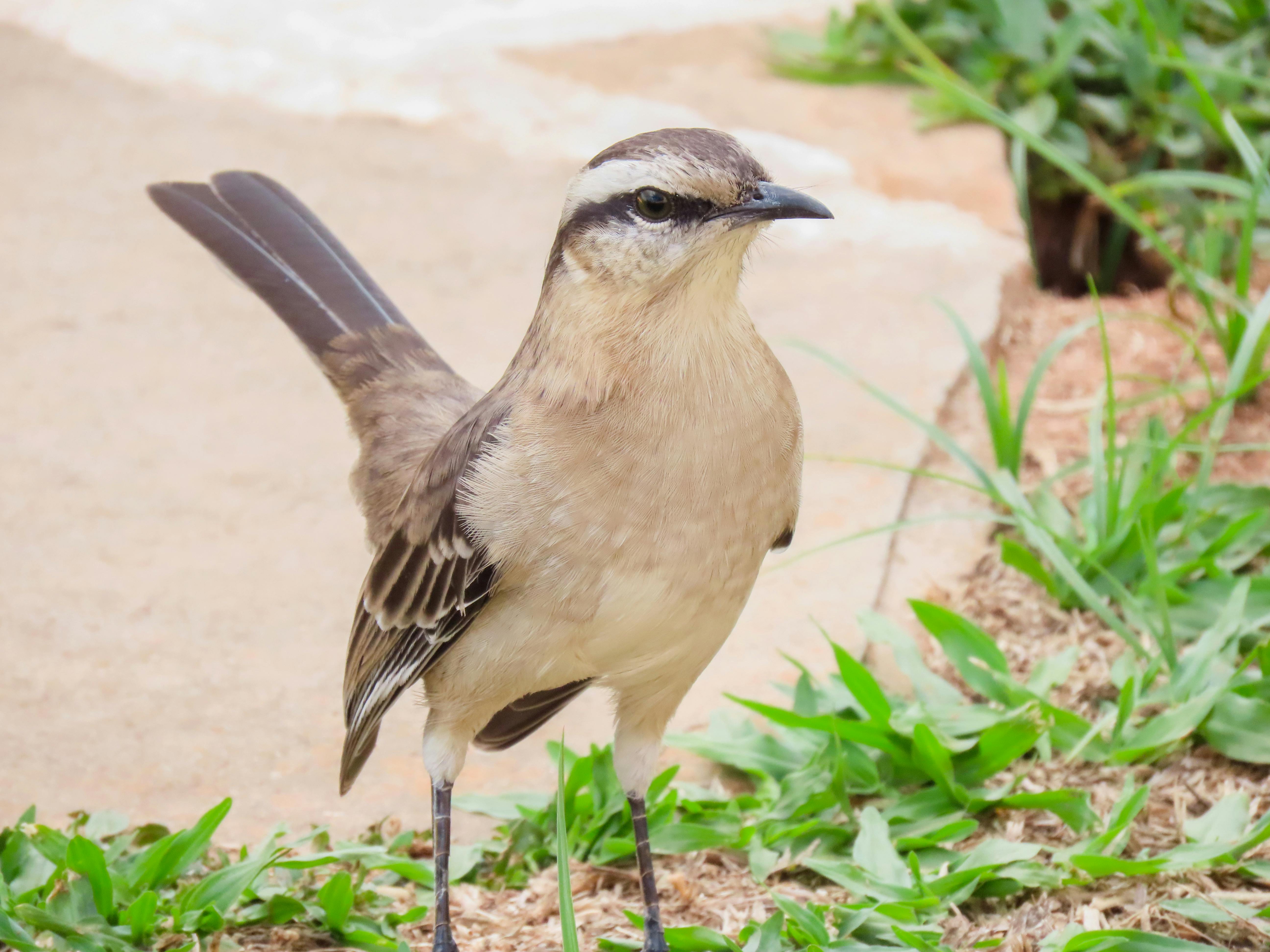 A close-up of a bird standing on a garden path in Santa Maria, Brazil.