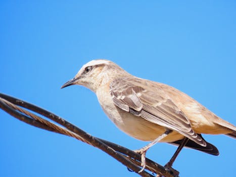 Close-up of a Rufous Hornero perched on a wire under a clear blue sky.
