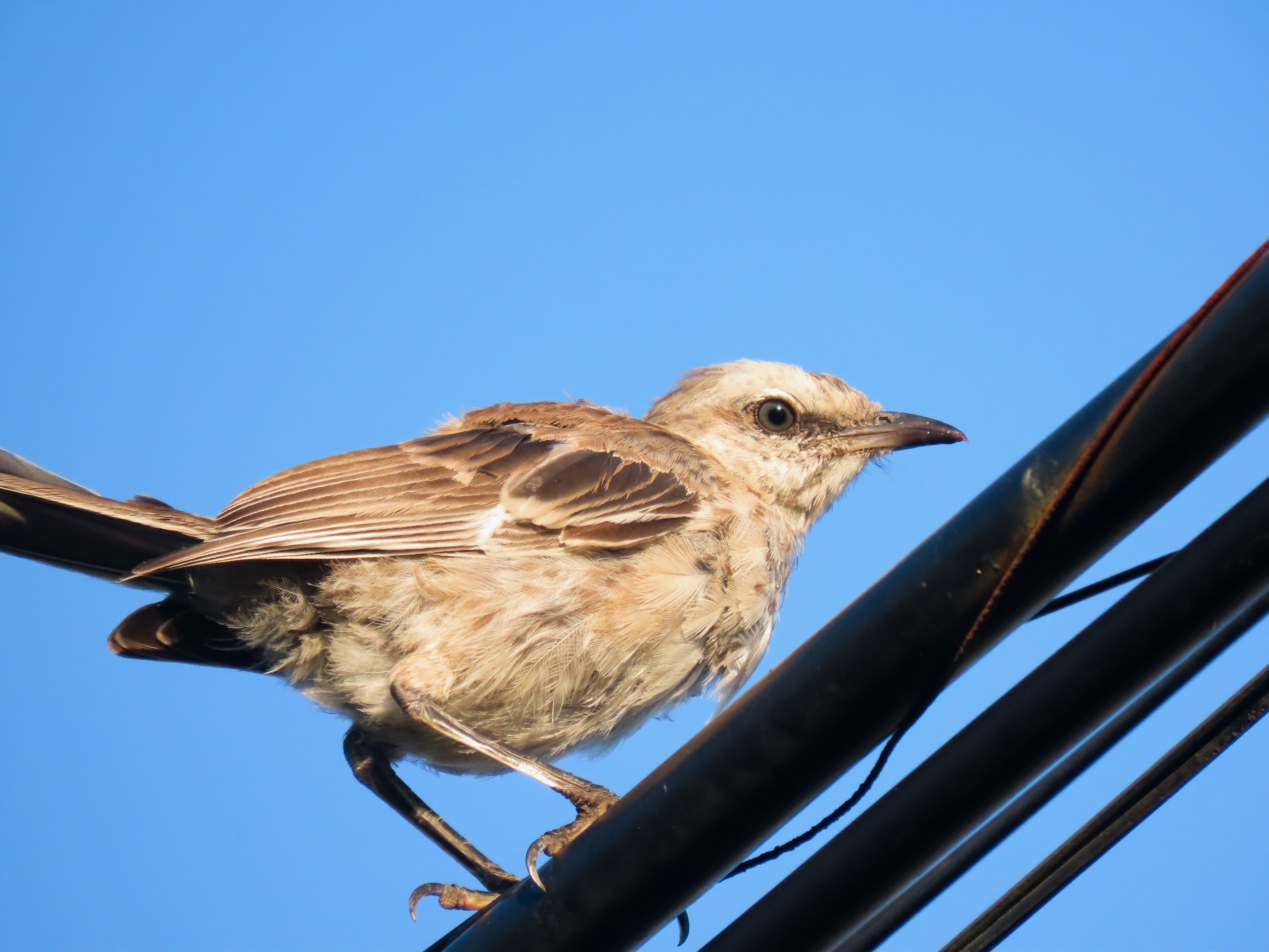 Foto: Patrícia Nicoloso / Pexels