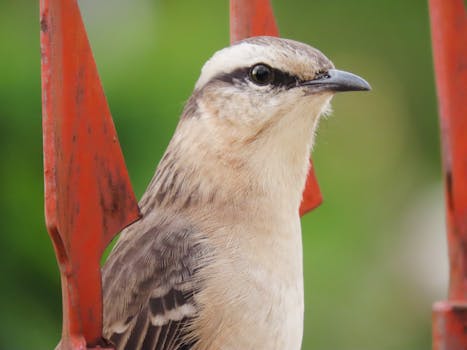 Close-up of a bird perched in Santa Maria, Brazil, showcasing its intricate feathers.