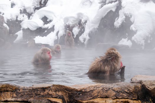 Snow monkeys relaxing in hot springs at Jigokudani, providing warmth amidst a winter landscape.
