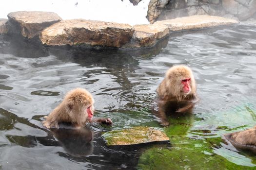 Jigokudani monkey hot springs — Sapporo