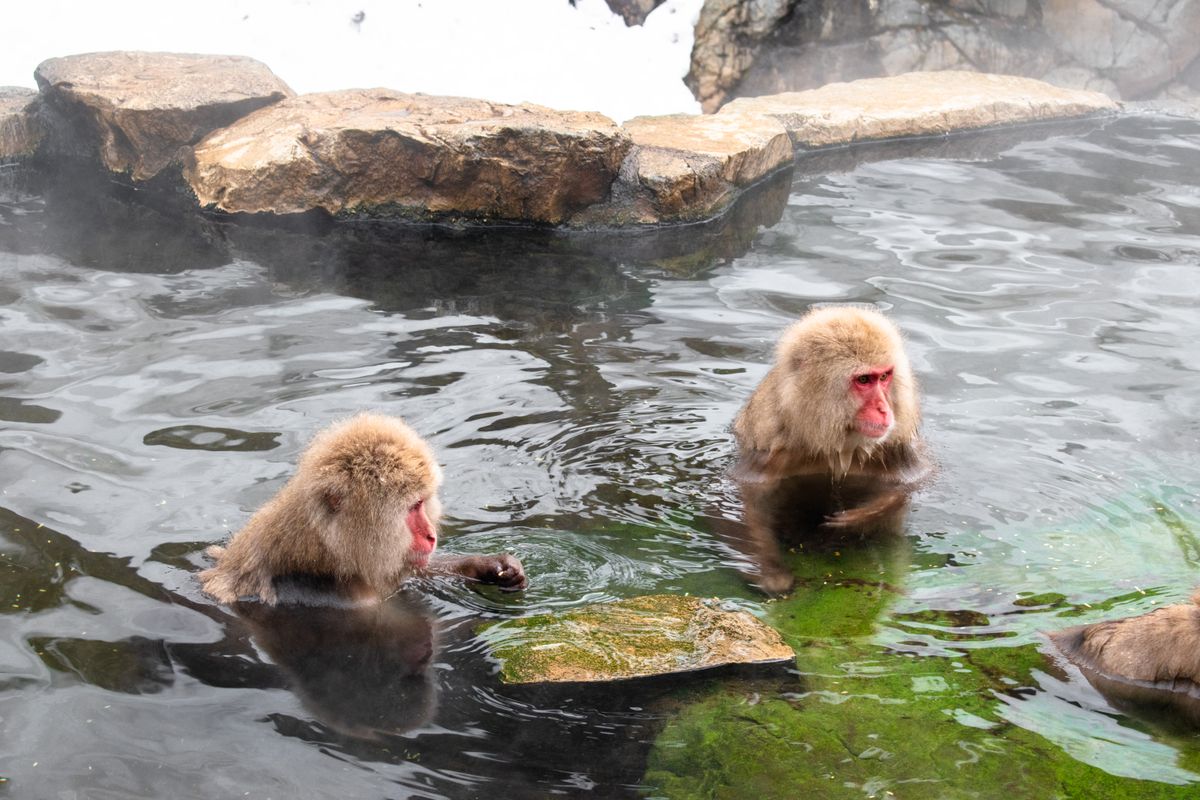 Two Japanese macaques relaxing in a hot spring in Yamanouchi, Nagano
