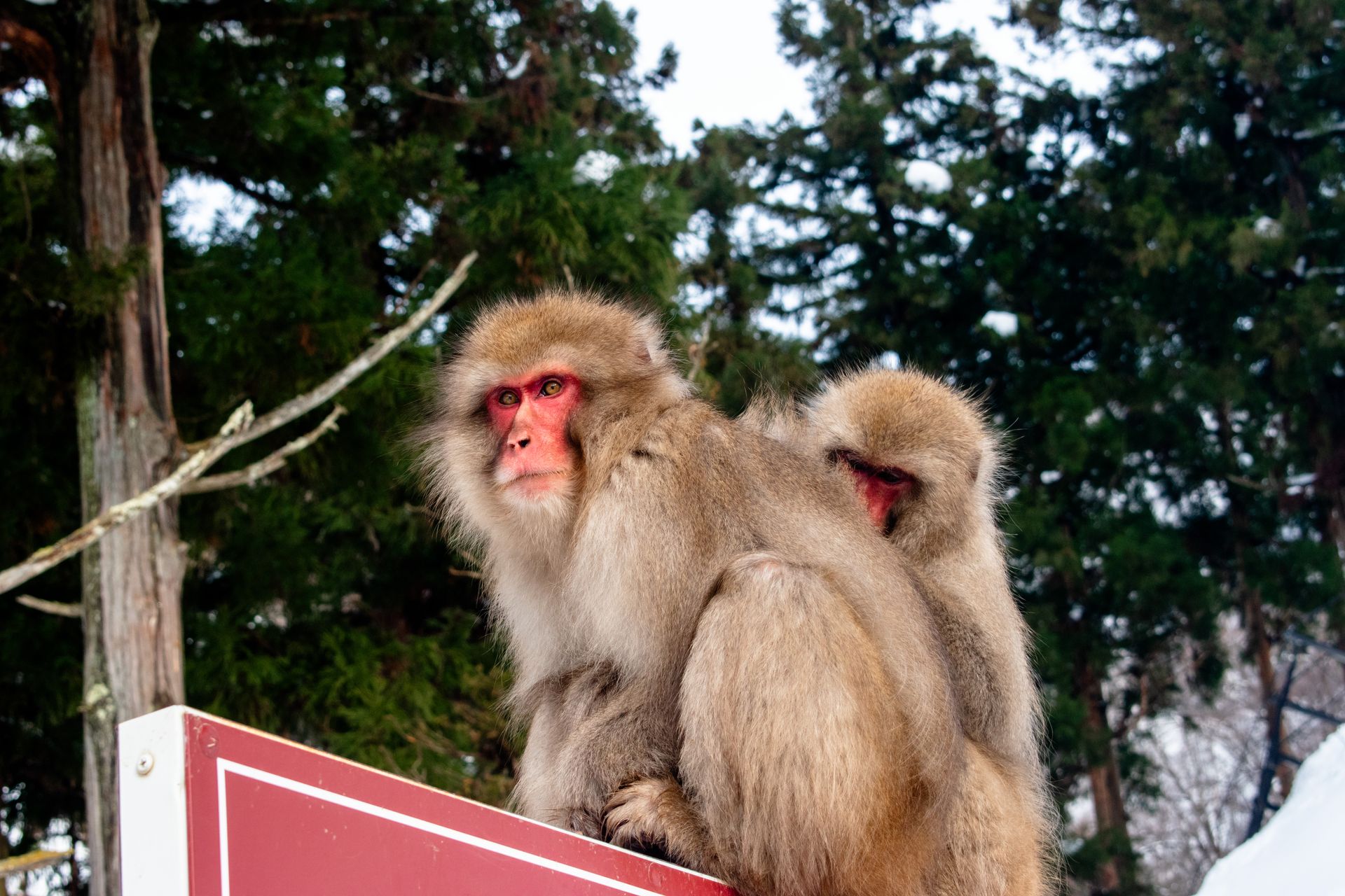 Two Japanese macaques sit on a snowy sign in Yamanouchi, Nagano, Japan's forest.