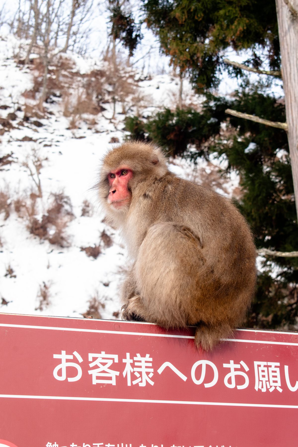 A Japanese snow monkey sitting on a sign in a snowy Nagano landscape near Jigokudani Park