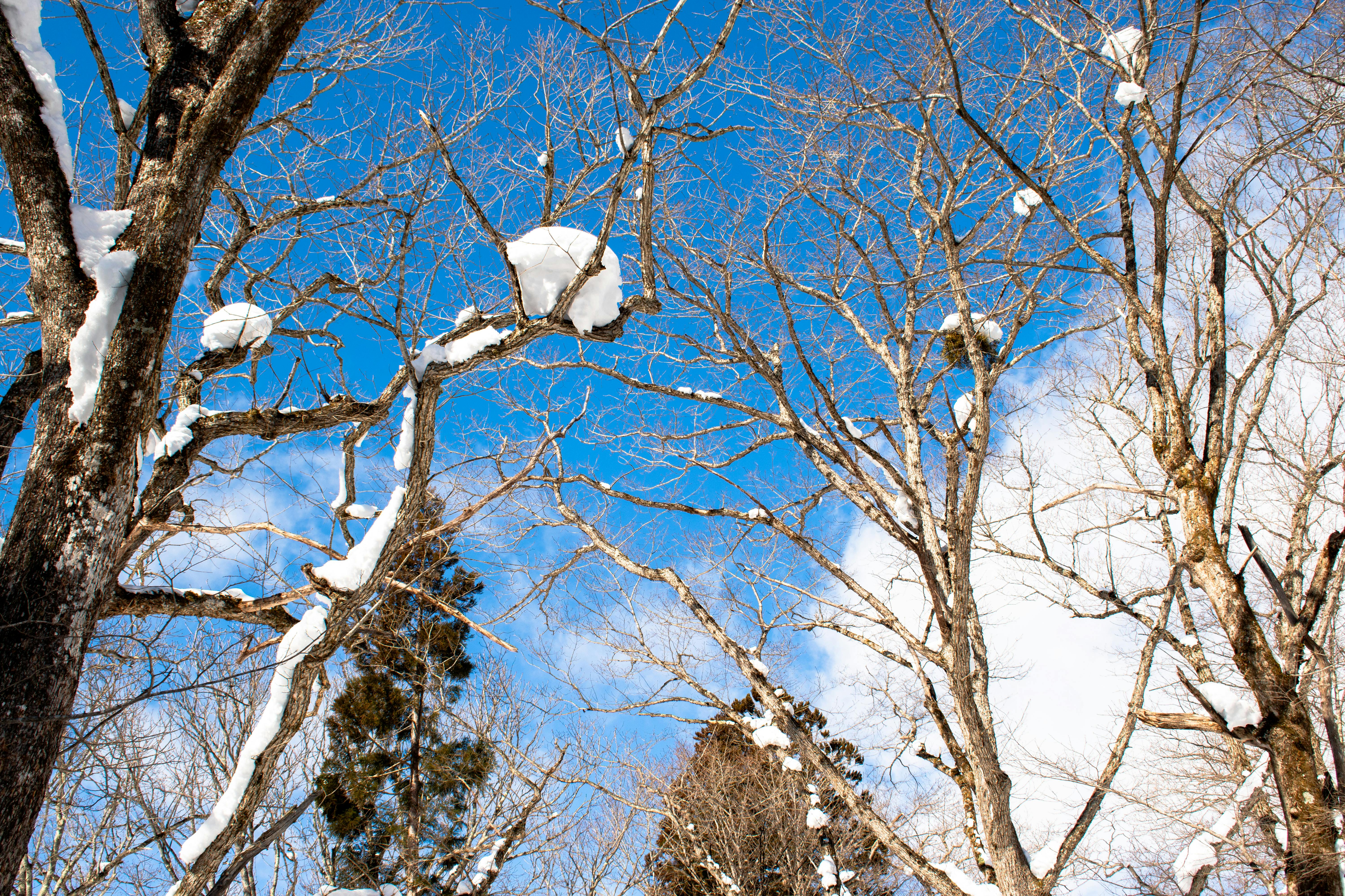 Bare winter trees covered in snow under a clear blue sky in Nagano, Japan.