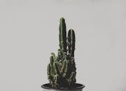 一张盆栽仙人掌的特写，明亮而详细地展现了其独特的纹理与形状