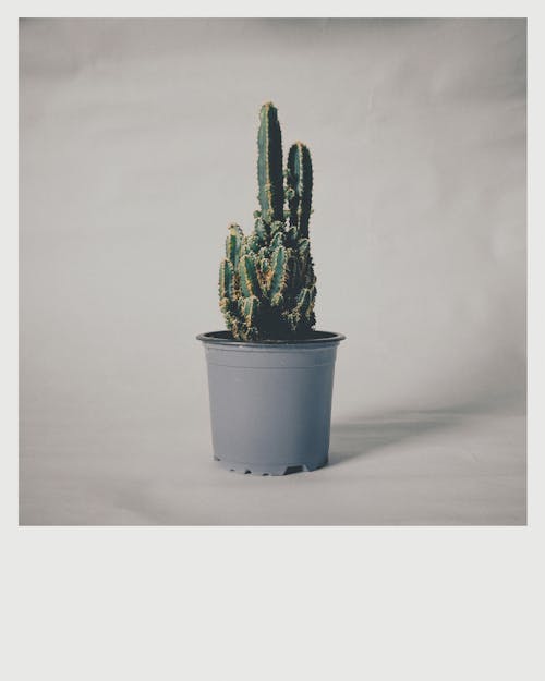 Free Potted Plant Stock Photo