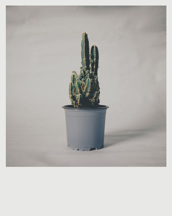Plant Shot On Polaroid OneStep+