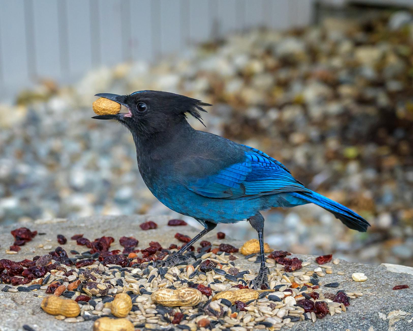 Free stock photo of bird, blue, steller s jay