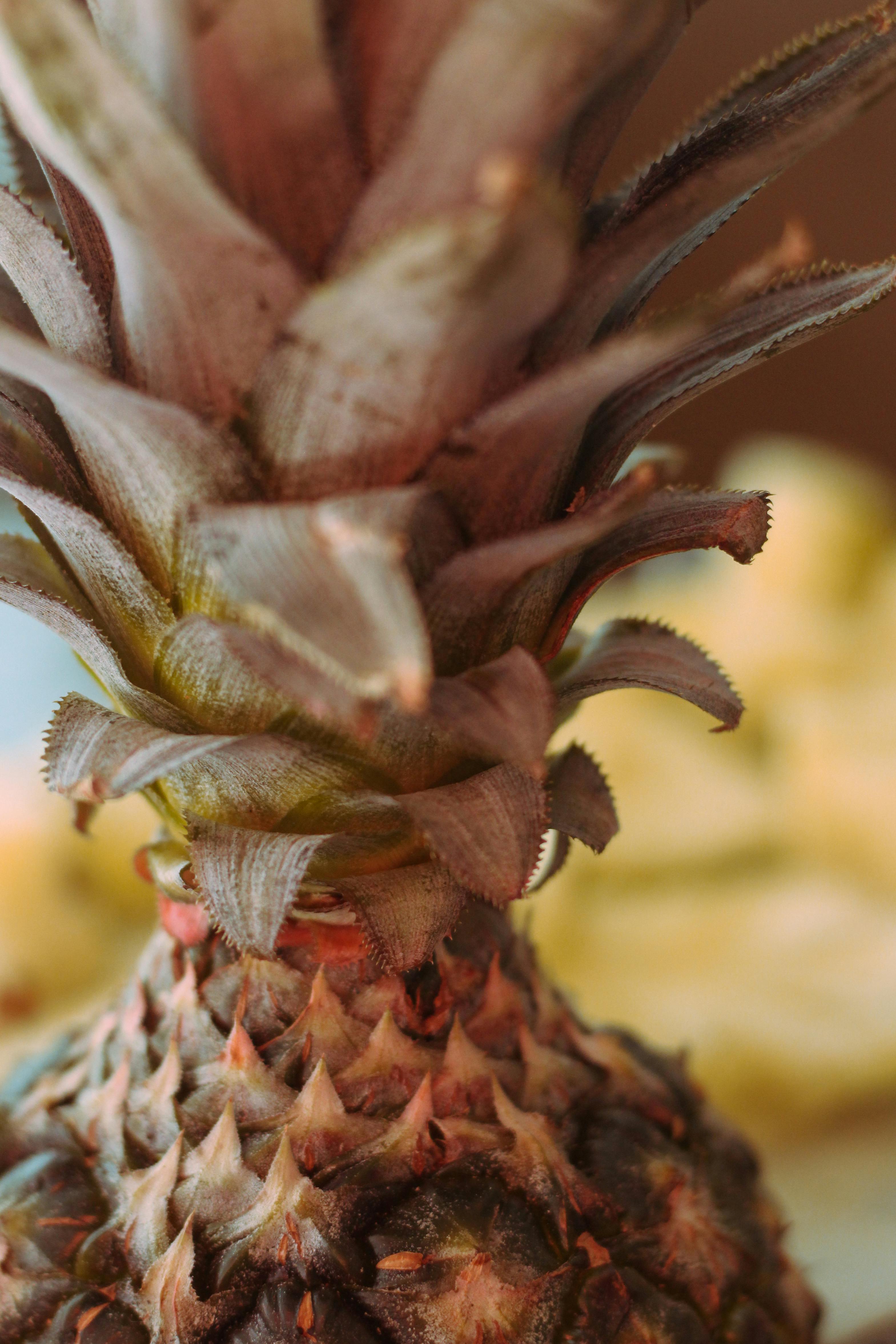 close up of fresh pineapple crown