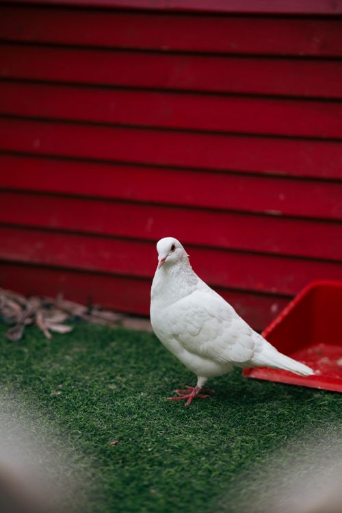 Free A white dove standing on green grass against a vibrant red backdrop, conveying peace and elegance. Stock Photo