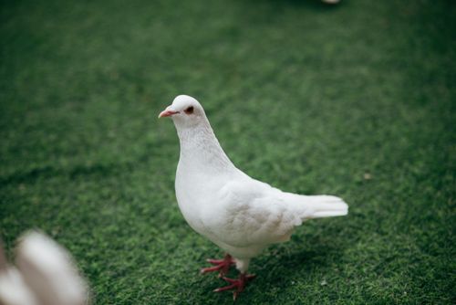 Free Serene white dove standing gracefully on lush green grass, symbolizing peace. Stock Photo