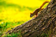 公园里充满活力的树干上，有一只可爱的松鼠，非常适合自然爱好者