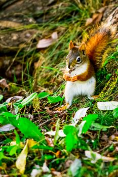 A close-up of a squirrel eating in a natural forest setting, showcasing its vibrant fur and lively environment.