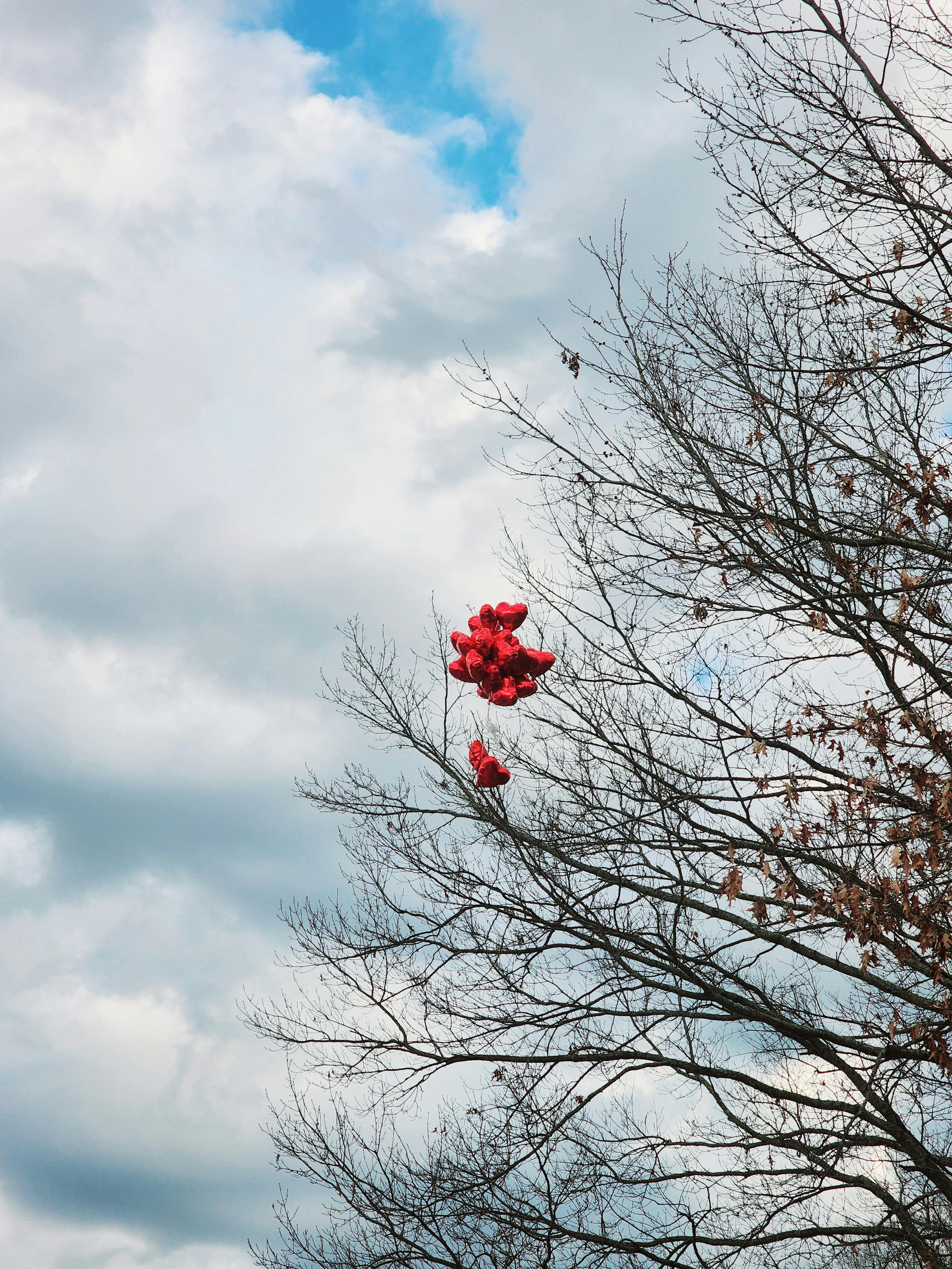 Red heart-shaped balloons caught in tree branches against a cloudy sky.