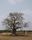 baobab tree