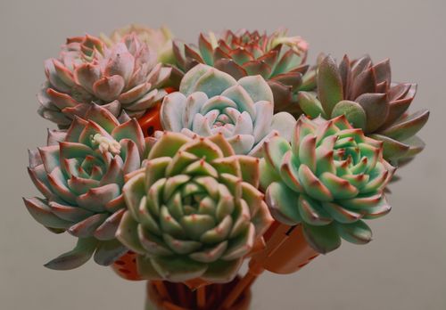 Free Close-up of a vibrant succulent arrangement showcasing diverse colors and patterns. Stock Photo