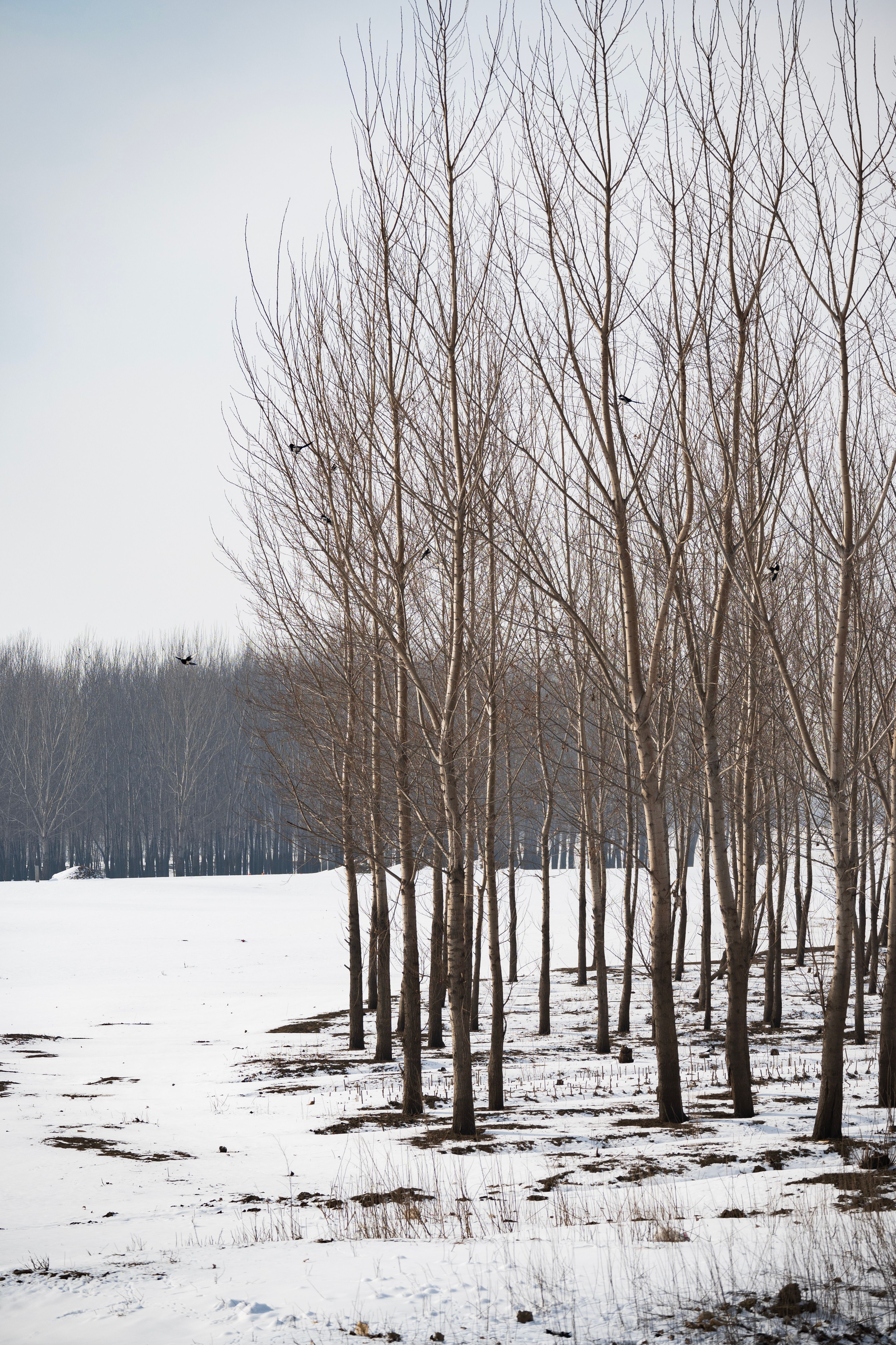 Snowy Winter Landscape with Bare Trees · Free Stock Photo
