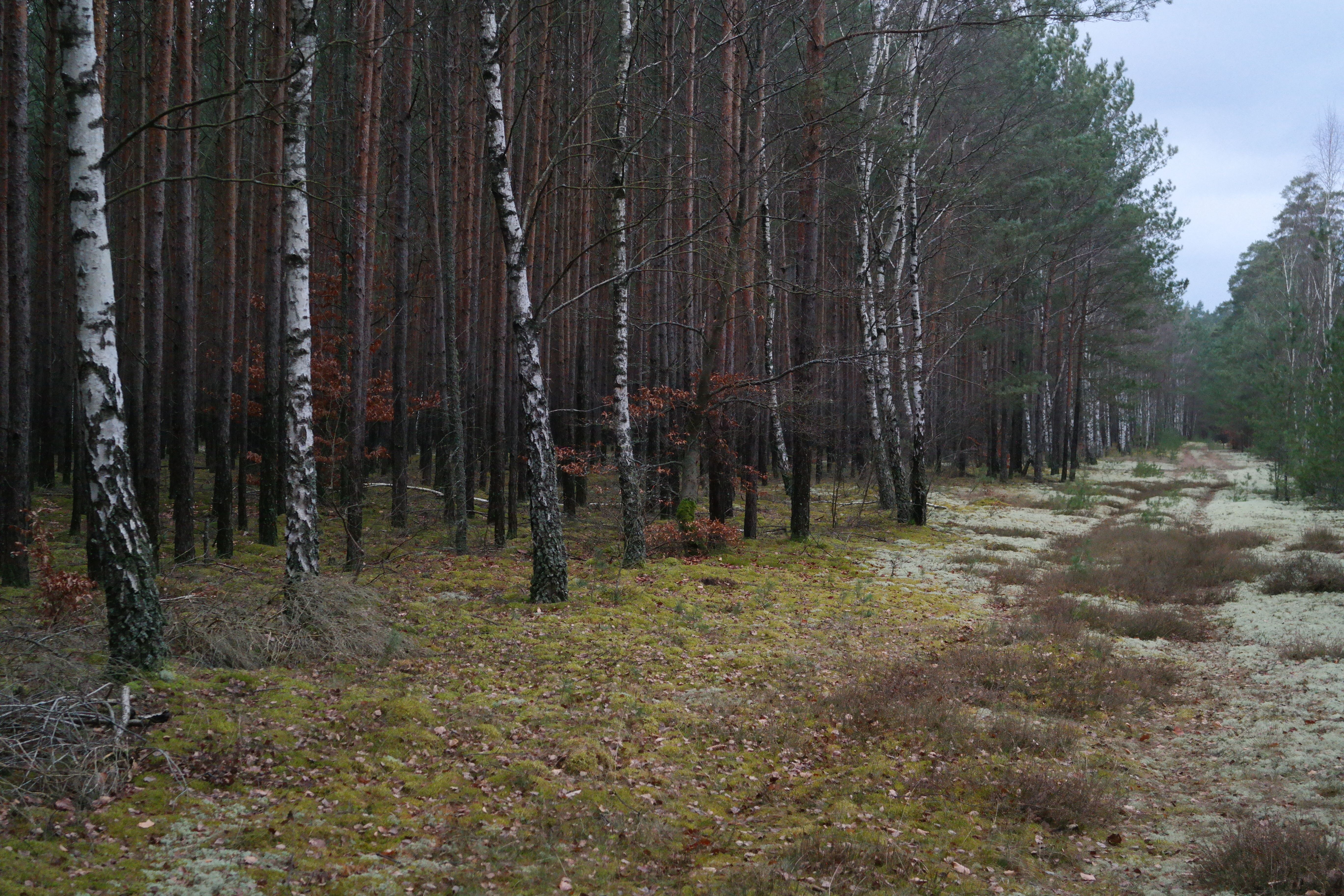 Serene Birch Forest Pathway in Autumn · Free Stock Photo
