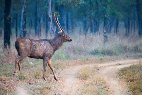Free Sambar deer with antlers walking in a lush forest path, serene wildlife scene. Stock Photo