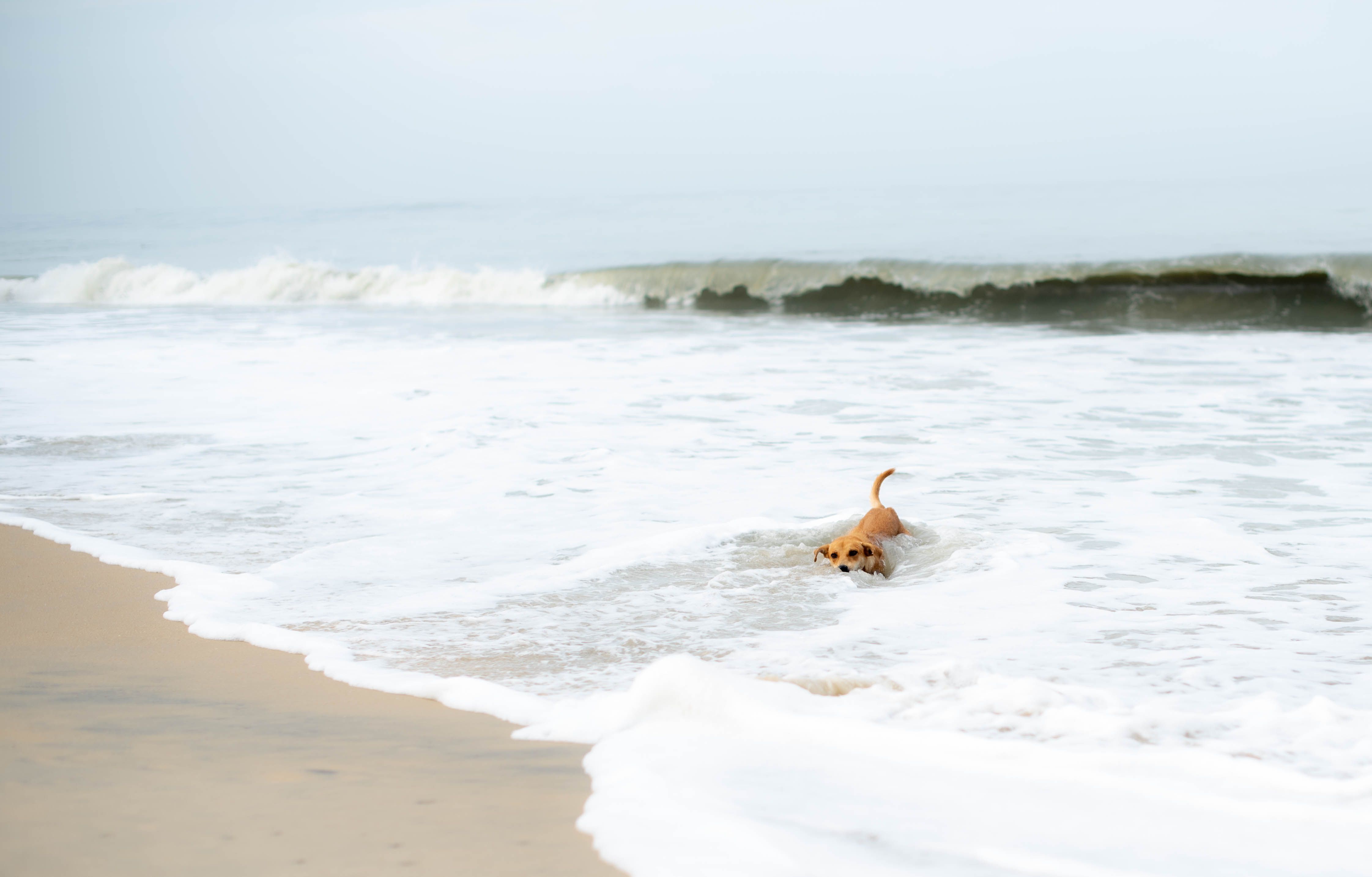 Playful Dog Enjoying Ocean Waves at Beach · Free Stock Photo