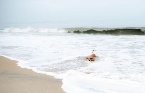 Free A happy dog playing in the ocean waves on a serene beach during the day. Stock Photo