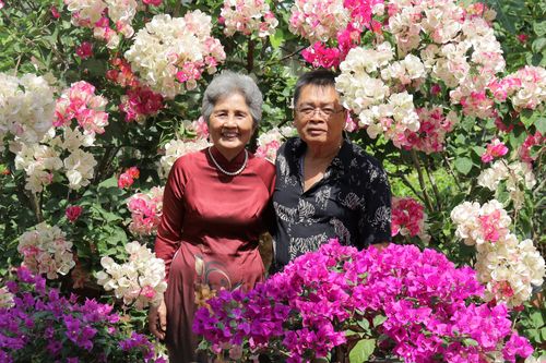 Free Senior couple smiling amidst colorful bougainvillea flowers in a garden setting. Stock Photo