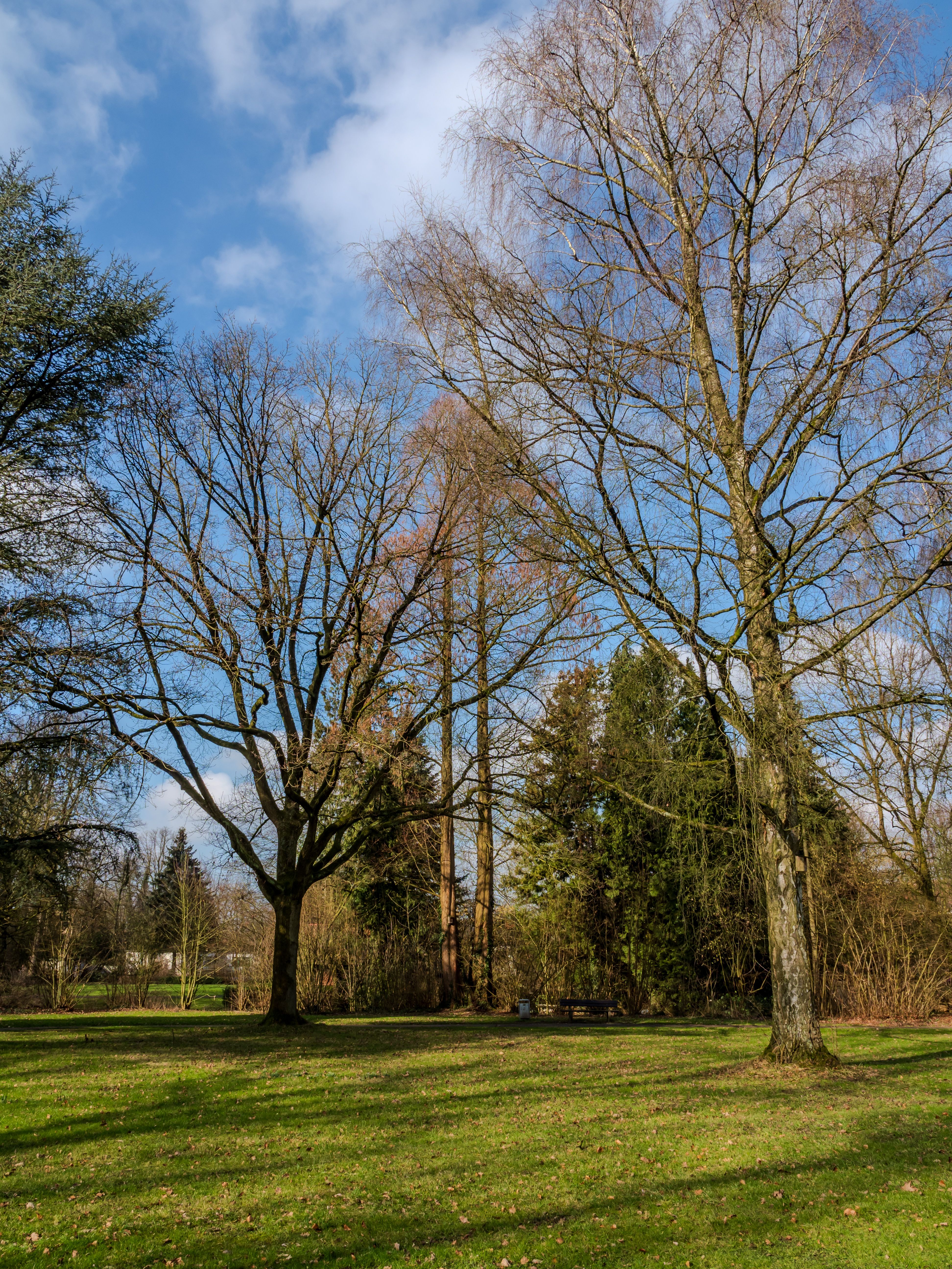 Image showcasing Serene Park Landscape with Tall Trees · Free Stock Photo