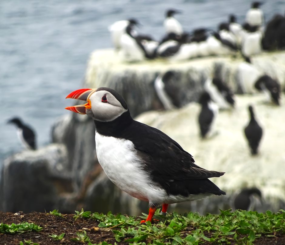 Farne Islands NNR — view 1