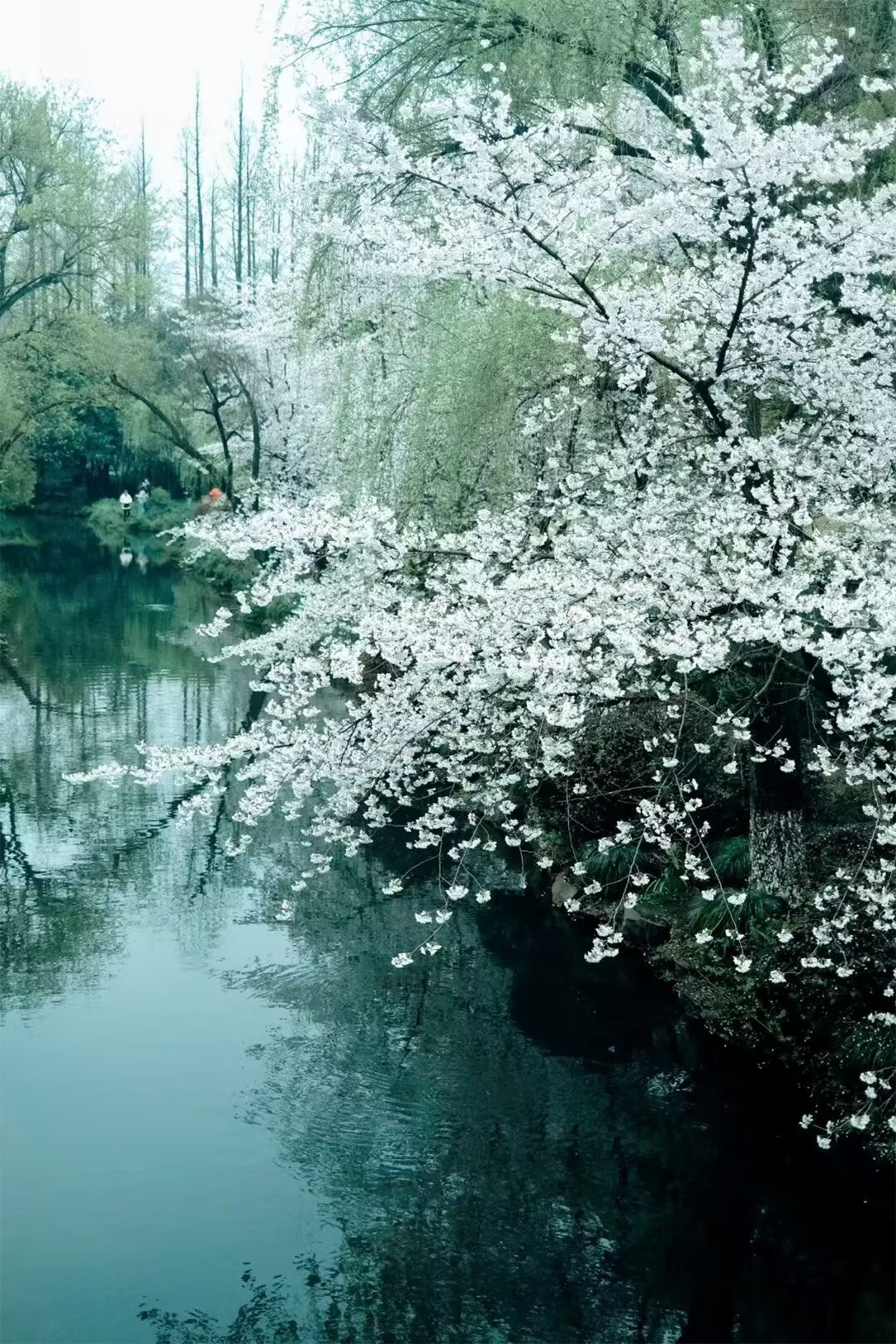 Serene Cherry Blossom Trees by a Tranquil River · Free Stock Photo