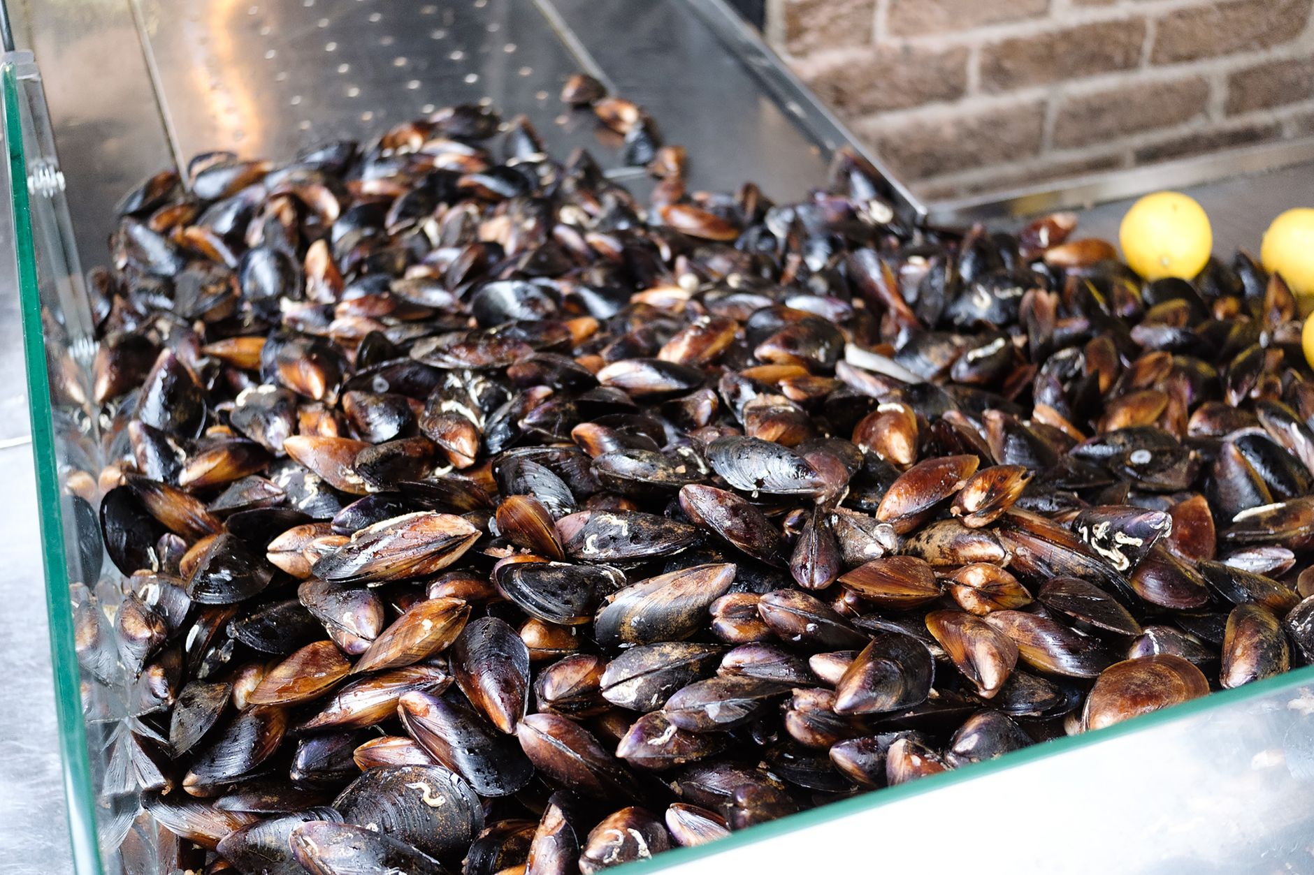 Freshly shucked oysters