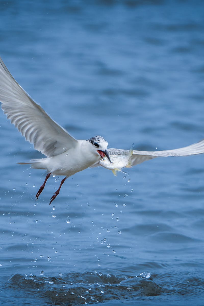 How To Become A Fly Fishing Pro
