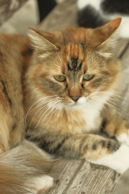 Free Lovely stray cat relaxing outdoors in Istanbul, showcasing its beautiful fur and inquisitive expression. Stock Photo