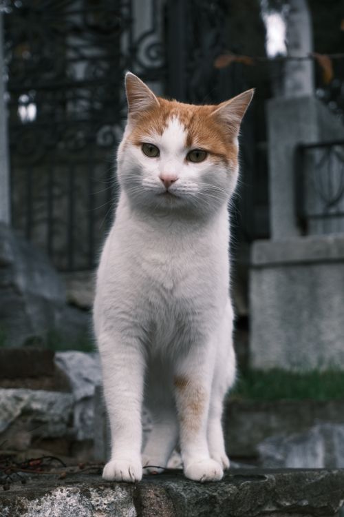 Free Explore the beauty of a stray cat in the vibrant streets of Istanbul. Stock Photo